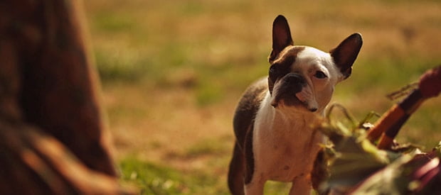Bark to the Land