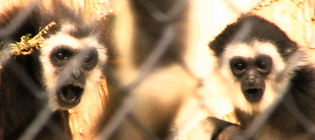 Monkey-Life