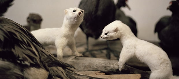 Taxidermy is Goodbye