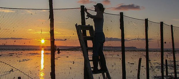 The-Weir-Fishing-Fundy's-Giant-Tides-film